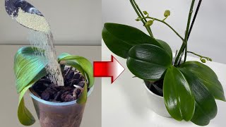 This orchid hadn't grown for 4 months, Until I did this! revive and bloomed profusely