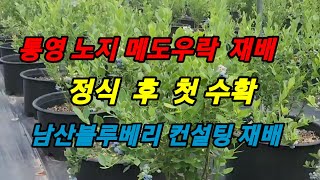 통영 노지 메도우락 첫 수확. 정식 1년 3개월. 남산블루베리 재배 컨설팅 메도우락 전문농장육성 #메도우락 묘목 판매(010 8895  4161)