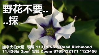 2023年11月26日 主日【野花不要採】Tom Lin 牧师/伯大尼教會 加拿大