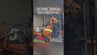 繋駕速歩競走 Auckland NZ Horse Racing