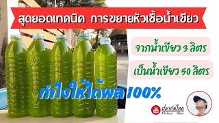 เคล็ดลับการขยายหัวเชื้อน้ำเขียวคลอเรลลา #ปลากัดไทย #น้ำเขียวคลอเรลลา