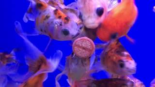 Goldfish enjoying a FishScience Treat with Shrimp