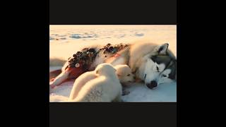 Emergency responders are helping an injured wolf.      #trending #youtubeshorts #funny #youtube