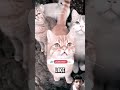 Jangan menyentuh cacing ini!! #kucing #cat #kucinglucu #animals #funny #viralvideos #shortsfeed