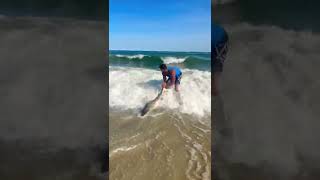 🦈Blacktip Shark on Long Island Beach🦈 #fish #fishing #longisland #shark #florida #sharkfishing