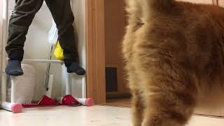 猫と一緒に月間チャレンジ【965日目】バーピー\u0026ぶら下がり