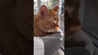 【保護猫】木漏れ日の中でニャルソックするねこ#shorts