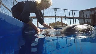 Training Arctic Seals to Save Species