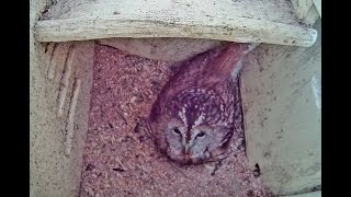 Das Waldkauz-Männchen kümmert sich um das brütende Weibchen.