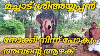 മച്ചാട് ശ്രീ അയ്യപ്പൻ അവന്റെ ആഴക്  നോക്കി നിന്ന് പോകും | machad sree ayyappan | nk elephant channel