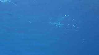 八丈島水中生物動画～釣られゆくムロアジ～