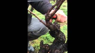 Pruning Guyot Poussard: MW gold in Muscadet