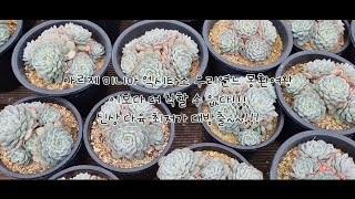 아르제 미니마 엑시타조 우리연느 몽환여왕~~!! 이보다 더 착할 수는 없다!! 신상  다육 최저가 대방출~~!!