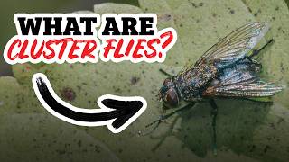 What's Behind the Sudden CLUSTER FLY Infestation? | Around Town