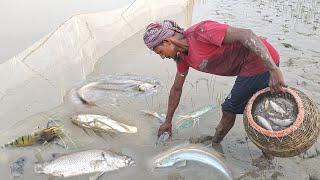 হায় আল্লাহ! ইলিশ অভিযানের আগে নদীতে এত বড় বড় মাছ। Catch Big aire \u0026 big Prawns fish by rainy season