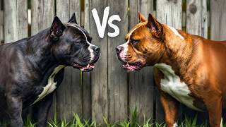 What's the Difference Between Pitbull and American Bully?