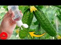 Grandma's secret recipe for growing cucumbers! Better taste than store-bought!