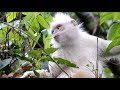 Rare all-white Francois' langurs spotted in south China