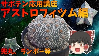 【ゆっくり解説】サボテン応用講座　アストロフィツム編【兜丸・ランポー玉や他4種類】