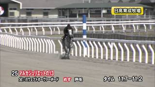 【2015育成馬展示会　調教映像】上場番号25 マルカジュリエットの１３