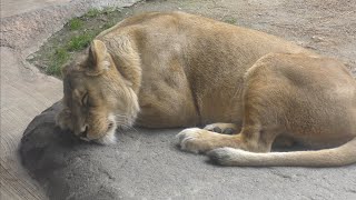 ライオン　ガオウくん　ルナちゃん　モナカちゃん　ずっと寝ていました　【天王寺動物園】Lion Gaou-kun Luna-chan Monaka-chan Tennoji Zoo