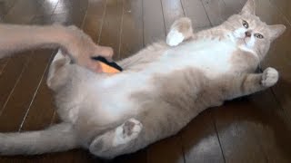 ♂猫だいずの便秘対策に苦労しまっせ。。。【猫日記こむぎ＆だいず】2017.06.29