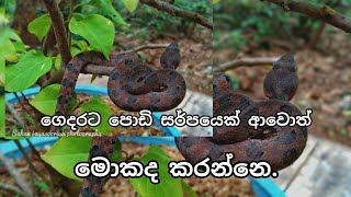 නිවසට කුඩා සර්පයෙක් ආ විට ආරක්ශිතව අල්ලා ඉවත් කරගන්නා ආකාරය