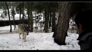 Wild Wolf Encounter