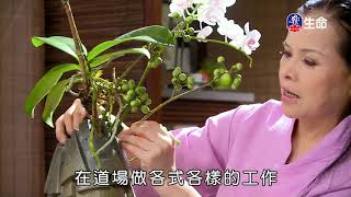 佛心花海_忍辱柔和是妙方_李麗淑老師-1_(lifetv_20200614_11:00)