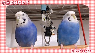 インコたちに癒される2分間