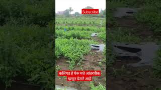 पेरू पिकात ऑफ सिझन कलिंगड तसेच झेंडूचे आंतरपीक #shortsfeed #viral #shorts #watermelon #पेरू #झेंडू