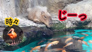 「魚を見つめるカピバラ2」Capybara staring at the fish2　鳥羽水族館　「みかんを頭にのせるカピバラ」超えが目標!