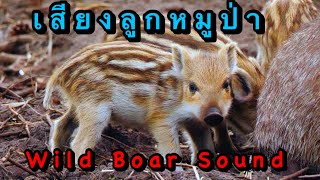 Wild Boar Sound