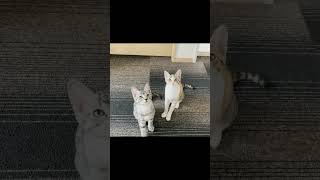 シンクロ率100%の兄妹子猫 #shorts #猫 #cat