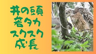 二週間ぶりに見るオオタカのヒナ　もう大人の顔