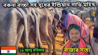 ইন্ডিয়ান হাড্ডি গাই বাচ্চা সহ গাভি মহিষের বাজার দর | ১৯ জানুয়ারি রবিবার