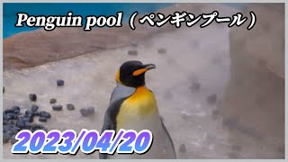 ペンギンが可愛い東山動物園 〜 2023年4月20日 木曜日 収録