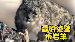 Snow Leopard Mother’s Predation Lesson