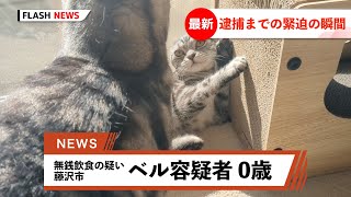 【猫ニュース】ベル容疑者緊急逮捕！アメリカンショートヘアたちの日常😻