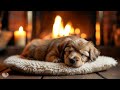 🐶 dreamy paws relaxing dog music for sweet dreams ✨