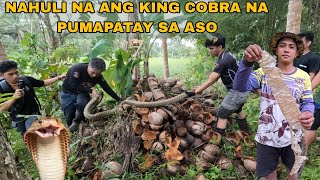 DAMBUHALANG KING COBRA NA KINAKATAKOTAN NAHULI NA NI @cobraprince4601