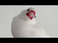 how to raise a hand held java sparrow