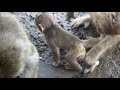 Playing baby monkey