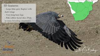 African Harrier Hawk