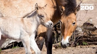 Przewalski's Wild Horse gave birth to a Foal in Helsinki Zoo