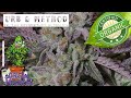 URB & METHOD: E4 ||| GROW QUALITY ORGANIC CANNABIS CHEAP AND VERY EASY ||| OEG BLOOM SUPER SOIL MIX