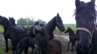 Mooie Friese paarden met veulens / Friesian horse