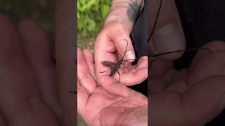 Longhorn beetle 🇨🇷 Costa Rica