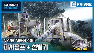 [ 돌돔 ] - 자동 이송 및 선별 수산용 자동화장비 시연 영상