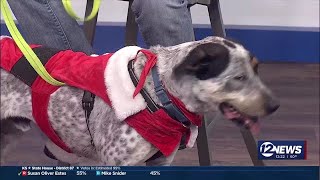 Pet Adoption Wednesday